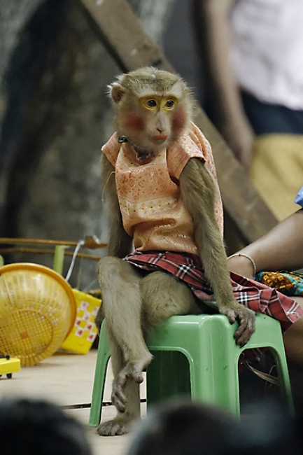 Lopburi King Narai fair-202